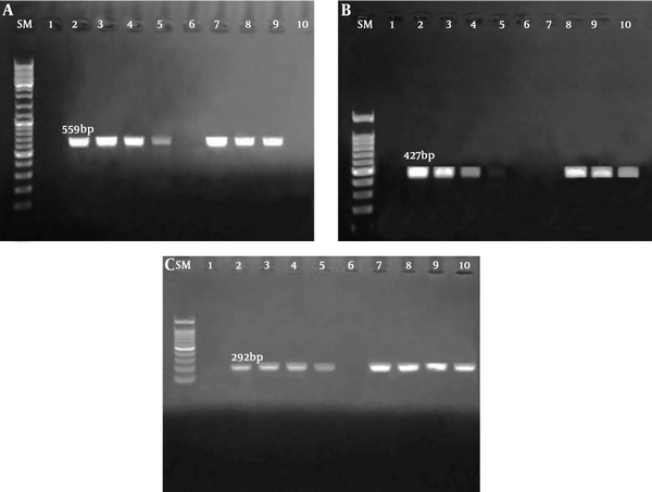 A, SM: Marker size (100 bp), lane 1: negative control, lane 2: positive control, lanes 3, 4, and 7 - 9: Escherichia coli strains blaTEM positive, and lane 6 and 10: negative E. coli strains for blaTEM; B, SM: marker size (100 bp), lane 1: negative control, lane 2: positive control, lanes 3, 4, 5, and 7 - 10: positive E. coli strains for blaSHV, and lane 6: negative E. coli strain for blaSHV; C, SM: marker size (100 bp), lane 1: negative control, lane 2: positive control, lanes 3, 4, and 7 - 9: positive E. coli strains for blaCTX-M, and lane 6: negative E. coli strains for blaCTX-M.