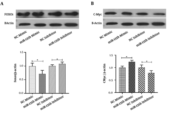 MiR-135b targets FOXO-1 and c-Myc in OS cells. A, The protein expression of FOXO-1 in Saos-2 cells transfected with 20 nmol of the miR-135b mimic and inhibitor after 48 hours of the transfection by the western blot analysis; B, the protein expression of c-Myc in Saos-2 cells transfected with 20 nmol of the miR-135b mimic and inhibitor, after 48 hours of the transfection process by the western blot analysis (NC: negative control; *, P &lt; 0.05).